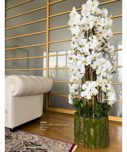 Henriette - Pianta Orchidea -  Con Tronco